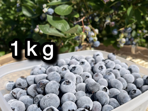 【品種：ブルージェイ】冷凍ブルーベリー•1kg（道産自然栽培）※まとめ買い対応