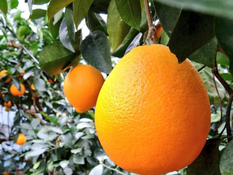 【冬ギフト】完熟国産ネーブルオレンジ 【温室育ち】　
甘く一度食べたらやめられない！
高級感溢れるオレンジの香り　
3キロ箱（10玉入り）