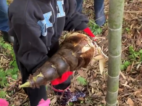 【期間限定】『タケノコの水煮×３本セット』【送料相当分値引き中】＿4月まで