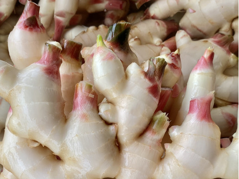 砂地ハウス栽培 瑞々しい！爽やかな辛味！和歌山県産新生姜 3kg