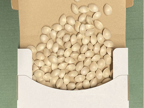 ‼️100g増量中‼️【ほぼLL以上！】殻付ぎんなん無選別パック(400g)