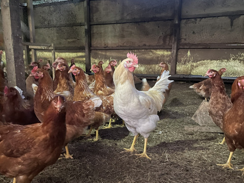 🌸新年度のお祝いに🌸栄養豊富な縁起物『Bon-TAMA』初生卵（30個入り） 【1か月限定】