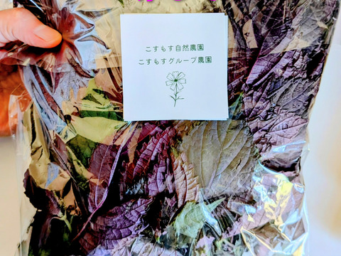 赤紫蘇 茎付きの葉15本以上 赤しそ 赤じそ約25cm 農薬除草剤等不使用🏣ゆうパック◆グラム数は実際のグラムではないので本数でお選びください(茎付きで約200〜250g、葉のみで約120〜200g)