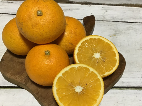 採れたてお届け！清見オレンジ1kg&爽やか八朔1kgセット【農薬不使用】