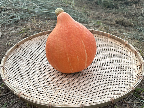 ねっとり甘味！【固定種 打木赤皮甘栗南瓜】大きめ 合計4kg~(2玉入)