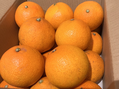 【農薬・化学肥料・除草剤不使用！】愛媛が誇る高級柑橘！ふぞろいのこまどんなたち！3kg(18玉前後)（ご家庭用）