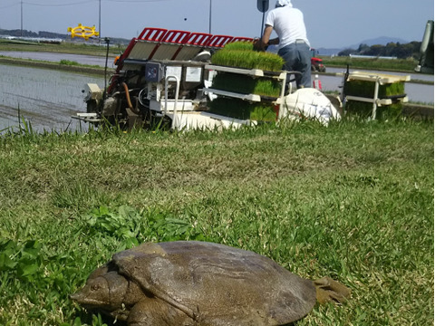 【新米7年】産玄米10kg コシヒカリ