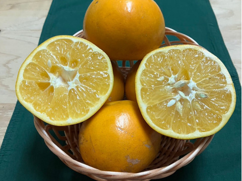 鹿児島県産「大谷伊予柑」箱込み5kg