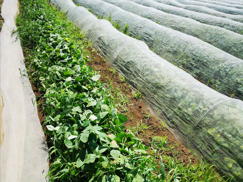 《自然栽培》枝豆　品種栄錦　1kg（250g×4）