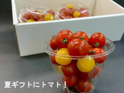 【7月下旬より発送】≪夏ギフト≫今年はトマトを贈りませんか♪　ミニトマト贈答用（レッド・イエロー）70～80玉　化学肥料・農薬完全不使用
