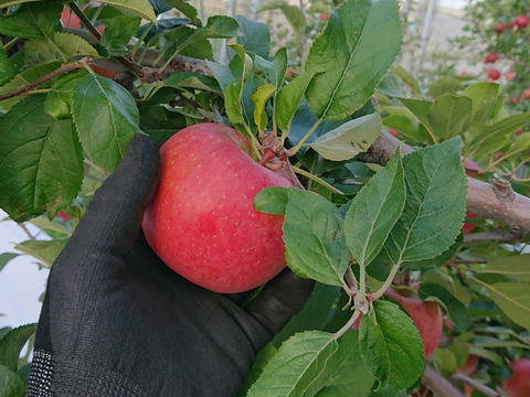 キセキの蜜入りりんご 家庭用こうとく2.5キロ〜3キロ