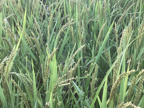 自然栽培・天日干し赤米（もち米）
