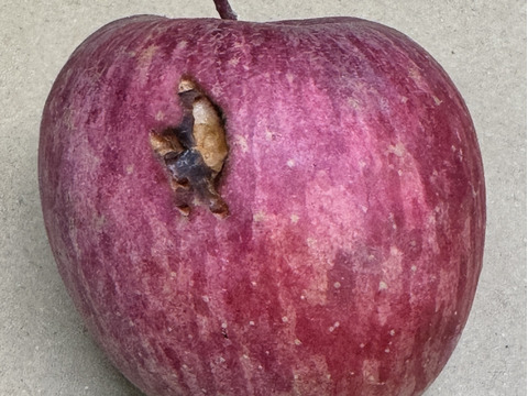 ★すぐに出荷★【加工用バラ詰め】サンふじ約4.5Kg　生食、ジュース、スイーツ、コンポート、すりおろし林檎　加工用・業務用🍎　青森県産