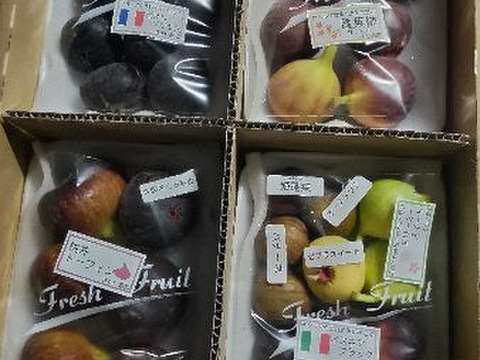 【9月中旬～10月発送分】完熟いちじく多品種盛り合わせ