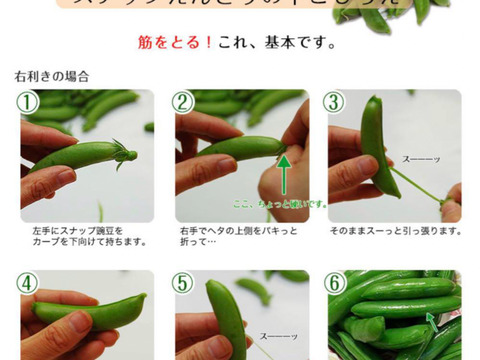旬の春野菜セット　 鹿児島県指宿産 スナップエンドウ＋グリーンピース＋オクラ 農家直送
