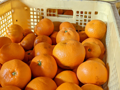 蔵出しみかん約3kg世界農業遺産認定の和歌山県海南市下津町の特産品