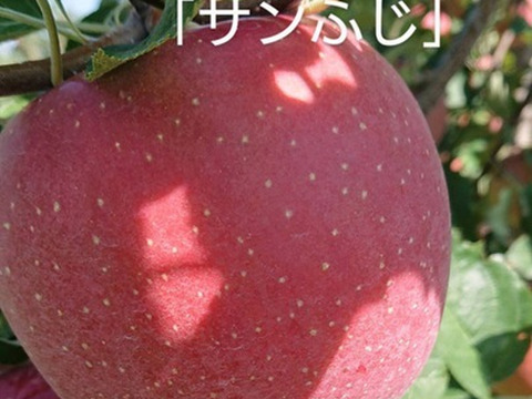 収穫開始！「安曇野産サンふじ」約10kg入り　安曇野がりんごに託した思いを御賞味下さい。甘味と酸味のバランスのとれたりんごです。