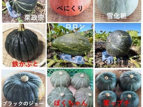 カボチャ ６種類　食べ比べセット （2026年度版）