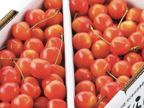 【贈答用】【家庭用】山形県産　さくらんぼ　佐藤錦　バラ　1kg