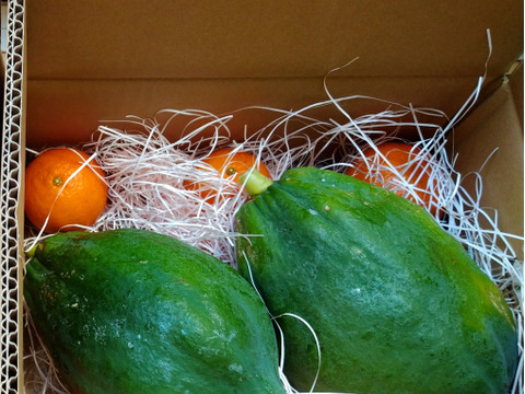 【規格外】屋久島産　スーパーフード　青パパイヤ　農薬不使用（1kg）