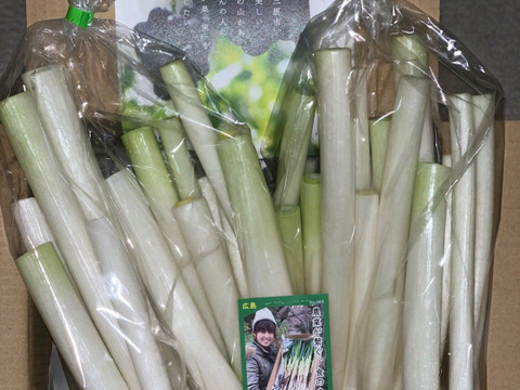 「白ネギ」とろ〜り柔らか♡甘さある長ネギ～カットネギこだわりの果物堆肥1㎏60サイズ＜白い部分のみ1/3に切って箱に詰めてお届けします！＞