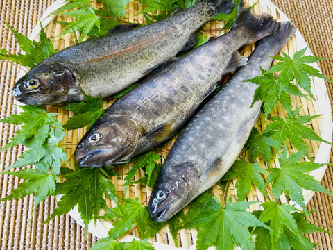 お料理やキャンプに！３種の川魚食べ比べセット