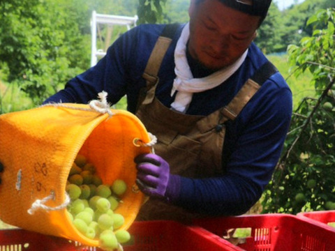 【特別栽培】和歌山県産　甲州小梅(2.5kg)