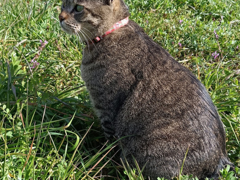 【完熟】【栽培期間農薬不使用】大崎上島産レモン2kg