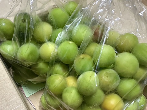 【青梅古城梅】ゴジロウ「L～２L」2kg和歌山産