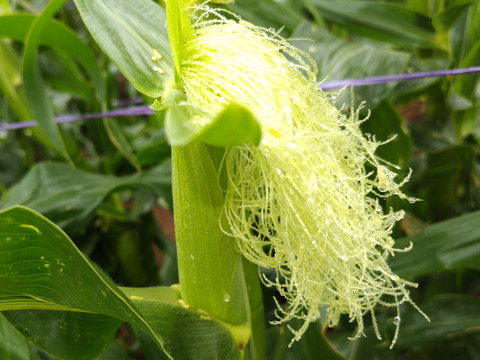 『最終出荷』【新鮮朝採り・当日クール便発送】フルーツみたいな甘さ！とうもろこし『プレミアム味来』3kg・8～10本