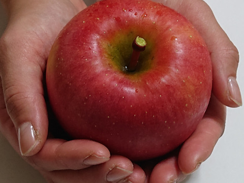 キセキの蜜入りりんご 家庭用・贈答用　こうとく2.5キロ〜3キロ