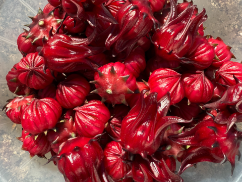 フレッシュ！朝取り！農薬不使用！生ローゼル（１キロ）