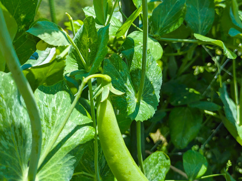 ＜自然栽培のスナップエンドウ　３００ｇ＞肥料不使用、農薬も不使用、固定種の自家採種で甘々！とにかく美味の≪スナップエンドウ≫を八ヶ岳南麓よりお届します