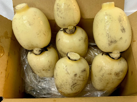 茨城県土浦市ブランド認定品『市川蓮根』！！ミシュランガイド掲載店に納品！！【贈答１キロ】