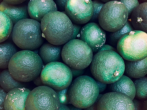 太陽の光をたっぷりと浴びた『山上すだち』(ご家庭用・1000g)