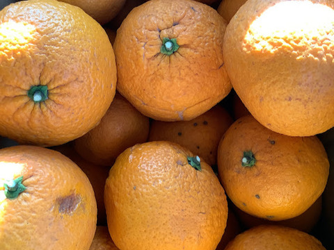 知多半島産　訳あり甘夏9ｋｇ【栽培期間中農薬不使用】