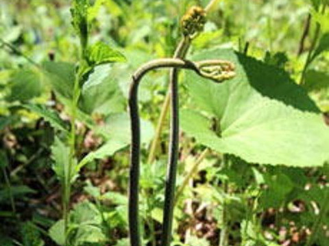 山形県産 美味しい山菜 わらび水煮 100gx2 ２袋セット 山形県産 食べチョク 農家 漁師の産直ネット通販 旬の食材を生産者直送
