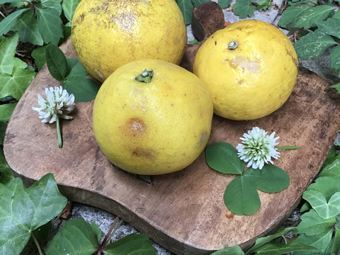 【農薬不使用】無選別✳︎ご家庭用ニューサマオレンジ10kg