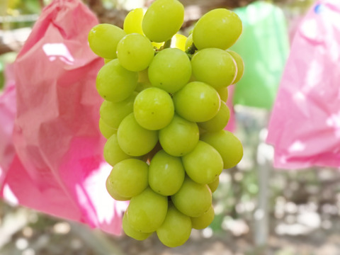 ご家庭用、瀬戸ジャイアンツ、シャインマスカット、食べ比べセット粒500g×2p(1kg)