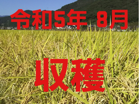 令和5年産 高知県産 新米コシヒカリ 玄米20㎏(袋込み)