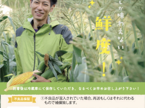 独自開発した比重選別した『すぐ食べ朝採り』トウモロコシ3〜5本【5月中旬から早期発送】※限定生産