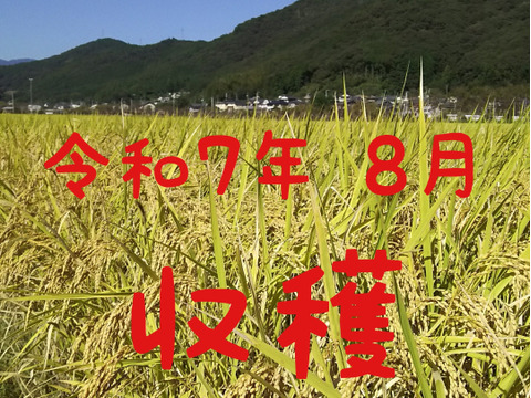 令和7年産 高知県産 コシヒカリ 玄米25㎏(袋込み)