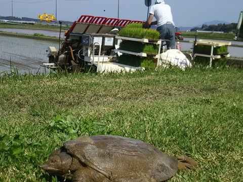 【新米7年】産精白米後9kgコシヒカリ