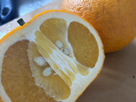 夏みかん　「昔ながらの爽やかで酸っぱい柑橘」5kg