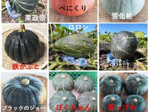 カボチャ ９種類　食べ比べセット （2026年度版）
