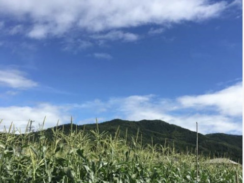 南信州高原あま〜い！とうもろこし白3黄色3計6本　朝つみ！