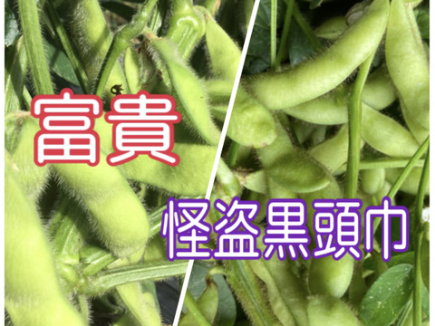 丹波産‼️今しか食べれない‼️食べ比べセット❗️枝無し400g✖️2‼️ 8月13日発送です。