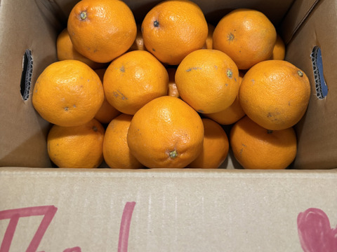 【今だけ旬】小玉はるみ3kg｜甘さピーク｜家庭用｜愛媛 西宇和｜農家直送