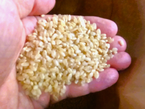 『2年保証』 令和6年産】『キヌヒカリ』 玄米10kg：大阪府産のお米｜食べ 米・雑穀・粉類