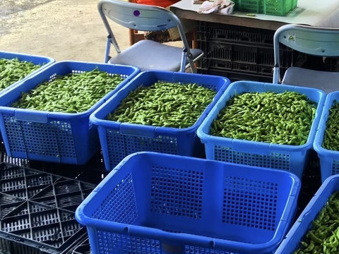 夏は茶豆で！コクのある新潟黒埼の【朝どれ】茶豆 ２Kg